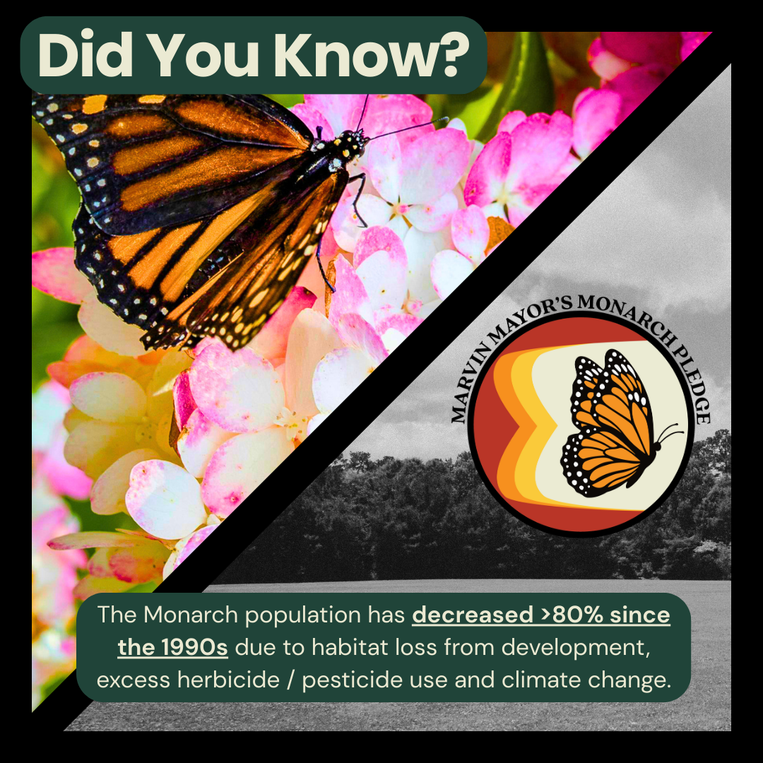 Monarch Population Decline and Habitat Loss